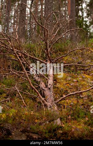 Albero caduto giace su un terreno, senza fronde, foresta Foto Stock