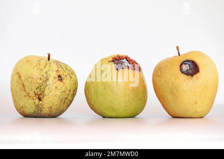 Mele rovinate, disidratate e marciume, frutta isolata su fondo bianco Foto Stock