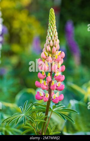 Lupinus polyphyllus, infiorescenza, primo piano in natura Foto Stock