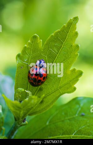 Coccinella asiatica in giardino Foto Stock