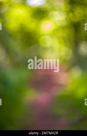 Sfondo bokeh verde dalla foresta naturale fuori fuoco Foto Stock