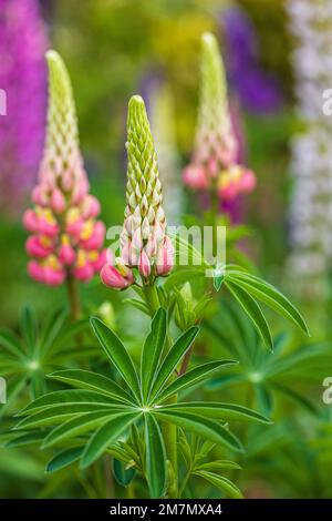 Lupinus polyphyllus, infiorescenza, primo piano in natura Foto Stock