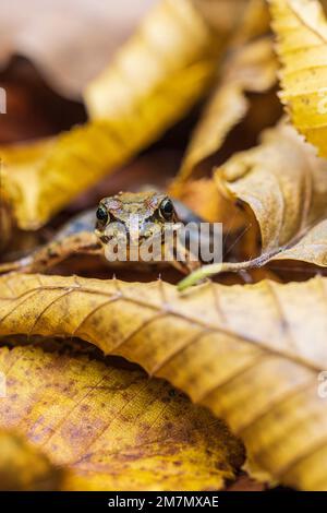 Toad, toad natterjack, Bufo calamita Foto Stock