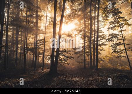 Foresta illuminata dal sole in una mattinata autunnale, percorso forestale illuminato da raggi solari, atmosferica Foto Stock