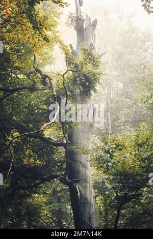 Autunno Habichtswald vicino a Kassel, singolo albero morto in primo piano Foto Stock