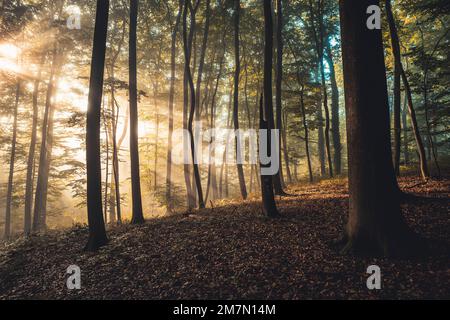 Foresta illuminata dal sole in una mattinata autunnale, pezzo di foresta illuminata con i raggi del sole, atmosferica Foto Stock