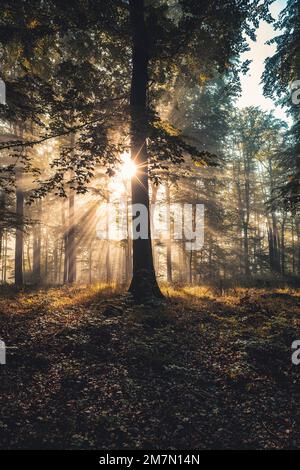 Foresta illuminata dal sole in una mattinata autunnale, pezzo di foresta illuminata con i raggi del sole, atmosferica Foto Stock