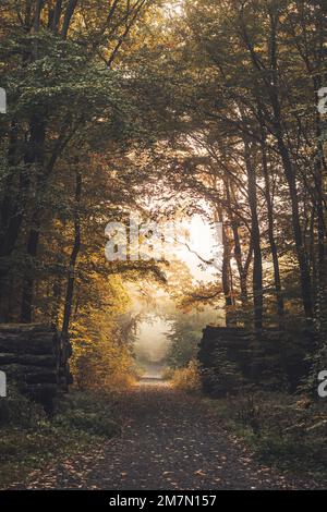 Lungo percorso forestale a Habichtswald vicino a Kassel, alberi frondosi autunnali e tronchi lungo la strada Foto Stock