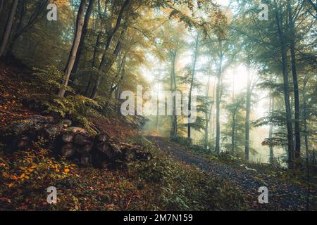 Lungo percorso forestale a Habichtswald vicino a Kassel, alberi frondosi autunnali e pali di legno lungo il percorso Foto Stock