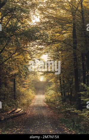 Lungo percorso forestale a Habichtswald vicino a Kassel, alberi frondosi autunnali e tronchi lungo la strada Foto Stock