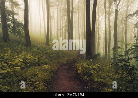 Sentiero curvo nella foresta in una mattina nebbia d'estate a Habichtswald vicino a Kassel. Foto Stock