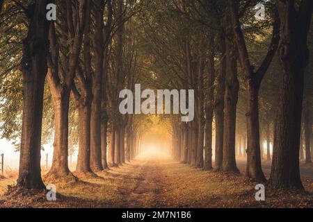 Viale di tigli in una mattinata con un sacco di nebbia in autunno, calda luce autunnale, sentiero conduce tra gli alberi Foto Stock