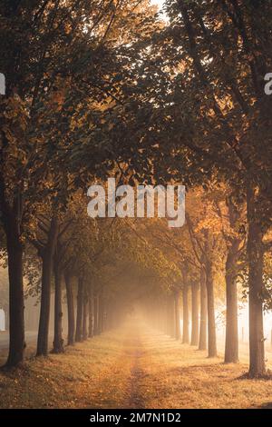 Viale di tigli in una mattinata con un sacco di nebbia in autunno, calda luce autunnale, sentiero conduce tra gli alberi Foto Stock