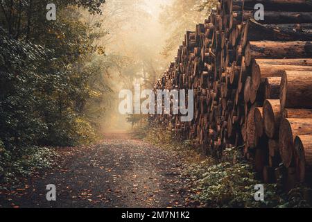 Sentiero forestale con tronchi di alberi impilati in nebbia autunnale, foresta Habichtswald, prospettiva grandangolare Foto Stock