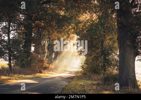 Atmosfera mattutina in autunno a Reinhardswald nel quartiere di Kassel, viale di quercia con raggi solari che cadono attraverso i rami Foto Stock