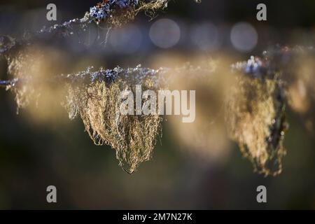 Europa settentrionale, Scandinavia, Finlandia, lichen, lichen al barbuto, filiale Foto Stock