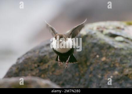 Dipper, Cincluss Cincluss, Bird, Finlandia Foto Stock