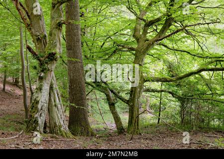 Europa, Germania, Renania-Palatinato, Hümmel, foresta, Foresta mista, alberi, faggi, Fagus, travi a vista, Carpinus betulus, quercia, quercus, coppia di alberi, insieme, connesso, connectedness, alberi vecchi, forme dell'albero, bizzarro, mistico, nessuno, nessuna persona Foto Stock