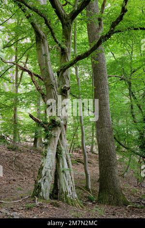 Europa, Germania, Renania-Palatinato, Hümmel, foresta, Foresta mista, alberi, faggi, Fagus, travi a vista, Carpinus betulus, quercia, quercus, coppia di alberi, insieme, connesso, connectedness, alberi vecchi, forme dell'albero, bizzarro, mistico, nessuno, nessuna persona Foto Stock