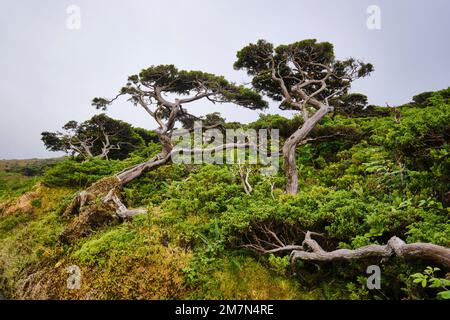 Ginepro delle Azzorre, cedro-do-Mato (Juniperus brevifolia) e erica delle Azzorre (Erica azorica). Flores Parco Naturale, Flores Island. Arcipelago delle Azzorre, Portu Foto Stock