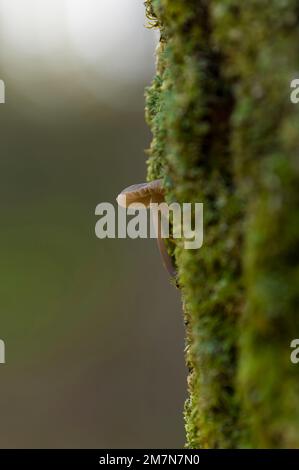 Un piccolo fungo che cresce da un tronco alberato coperto di muschio, il Parco Naturale di Pfälzerwald, la Riserva della Biosfera di Pfälzerwald-Nordvogesen, la Renania-Palatinato, la Germania Foto Stock