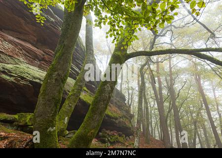 Atmosfera nebbiosa nella foresta vicino a Lug, rocce di arenaria e faggi di rame, Parco Naturale di Pfälzerwald, Riserva della Biosfera di Pfälzerwald-Nordvogesen, Germania, Renania-Palatinato Foto Stock