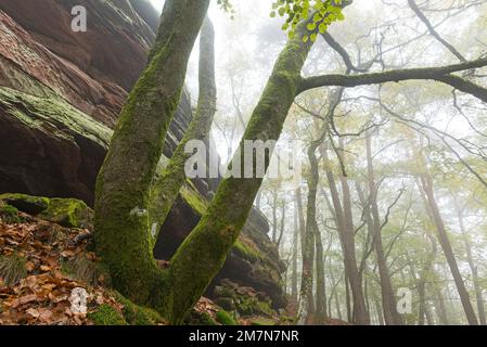 Atmosfera nebbiosa nella foresta vicino a Lug, rocce di arenaria e faggi di rame, Parco Naturale di Pfälzerwald, Riserva della Biosfera di Pfälzerwald-Nordvogesen, Germania, Renania-Palatinato Foto Stock