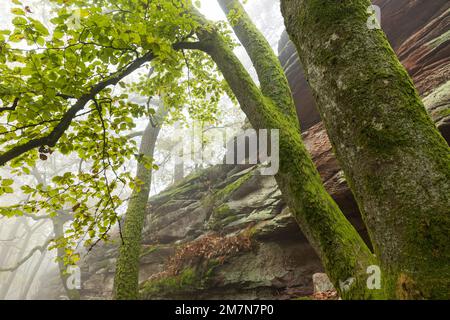 Atmosfera nebbiosa nella foresta vicino a Lug, rocce di arenaria e faggi di rame, Parco Naturale di Pfälzerwald, Riserva della Biosfera di Pfälzerwald-Nordvogesen, Germania, Renania-Palatinato Foto Stock