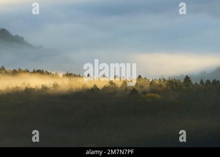 La nebbia gioca intorno alle cime delle montagne e agli alberi e brilla dorata al sole del mattino, al Parco Naturale di Pfälzerwald, alla Riserva della Biosfera di Pfälzerwald-Nordvogesen, alla Germania, alla Renania-Palatinato Foto Stock