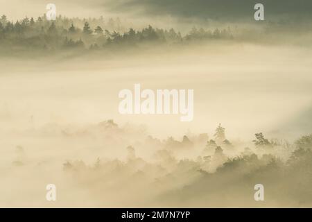 La fitta nebbia si trova nelle valli della foresta di Palatinato, luce del mattino, Parco Naturale della foresta di Palatinato, Foresta di Palatinato-Riserva della Biosfera dei Vosgi del Nord, Germania, Renania-Palatinato Foto Stock