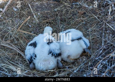 Cicogne bianche, giovani uccelli in nido Foto Stock