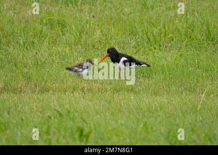 Oystercatcher (Haematopus ostralegus), con pulcini. Foto Stock