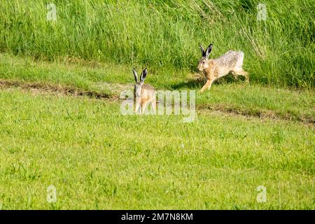 Lepre europea (Lepus europaeus), lepre breve, sull'isola di Juist. Foto Stock