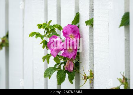 Rosa canina (Rosa canina), detta anche rosa hag, rosa siepe o rosa erica, famiglia rosa (Rosaceae) Foto Stock