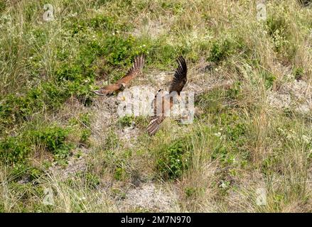 Germania, arrier palude (Circus aeruginosus). Foto Stock