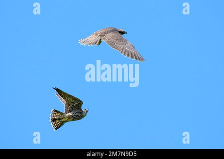 Falco pellegrino (Falco peregrinus), Foto Stock