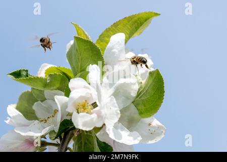 Ape (Apiformes o Anthophila), su fiori di melo. Foto Stock