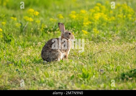 Coniglio selvatico (Oryctolagus cuniculus), in un prato. Foto Stock