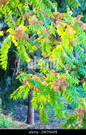 Cumuli di fiori appassiti sul curry (Murraya koenigii, SYN.: Bergera koenigii), Sicilia Foto Stock