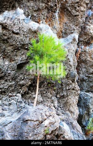 Pino verde brillante che cresce accanto ai minerali blu sulle pareti di roccia lavica, regione dell'Etna Sicilia Foto Stock