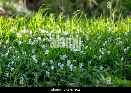 Fiori di anemone in legno che crescono nella campagna del Sussex, con una bassa profondità di campo Foto Stock