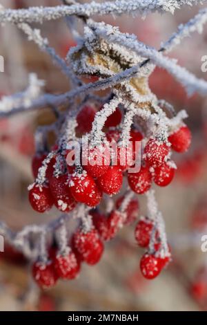 Frutti di agrodolce (Solanum dulcamara) ricoperti di brina Foto Stock