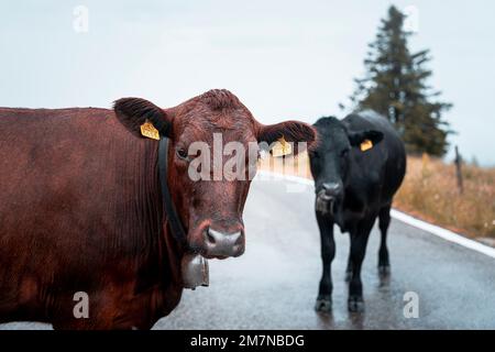 Bovini, Chasseral, Giura bernese, Cantone di Berna, Svizzera Foto Stock