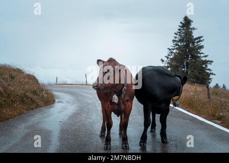 Bovini, Chasseral, Giura bernese, Cantone di Berna, Svizzera Foto Stock