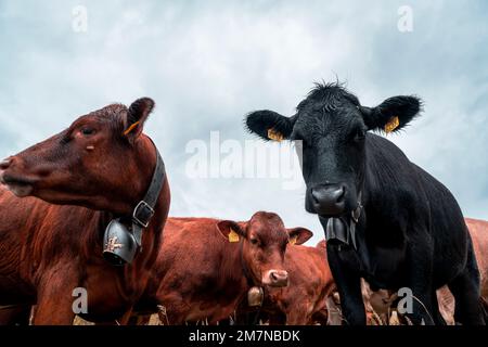 Bovini, Chasseral, Giura bernese, Cantone di Berna, Svizzera Foto Stock