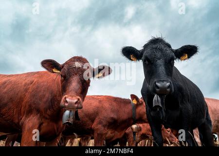 Bovini, Chasseral, Giura bernese, Cantone di Berna, Svizzera Foto Stock