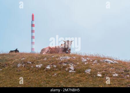 Torre di trasmissione, bestiame, Chasseral, Giura bernese, Canton Berna, Svizzera Foto Stock