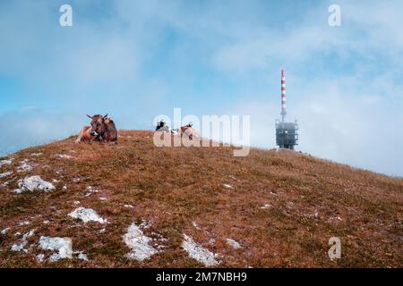 Torre di trasmissione, bestiame, Chasseral, Giura bernese, Canton Berna, Svizzera Foto Stock