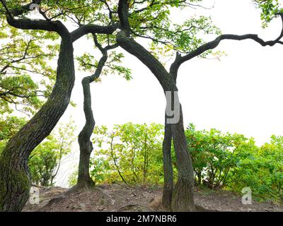 Europa, Germania, Assia, Assia settentrionale, Waldecker Land, Parco Nazionale di Kellerwald-Edersee, mattina d'autunno con nebbia a valle sul Kahler Hardt, Edersee pri Foto Stock