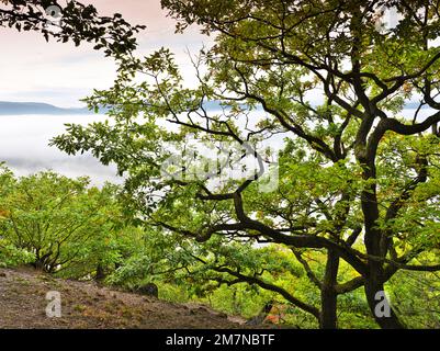 Europa, Germania, Assia, Assia settentrionale, Waldecker Land, Parco Nazionale di Kellerwald-Edersee, mattina d'autunno con nebbia a valle sul Kahler Hardt, percorso primordiale della foresta di Edersee Foto Stock